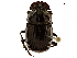  ( - BIOUG28572-E10)  @11 [ ] CreativeCommons - Attribution (2018) CBG Photography Group Centre for Biodiversity Genomics