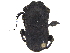  ( - BIOUG28574-A06)  @11 [ ] CreativeCommons - Attribution (2018) CBG Photography Group Centre for Biodiversity Genomics