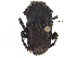  ( - BIOUG28574-A12)  @11 [ ] CreativeCommons - Attribution (2018) CBG Photography Group Centre for Biodiversity Genomics