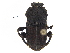  ( - BIOUG28574-B01)  @11 [ ] CreativeCommons - Attribution (2018) CBG Photography Group Centre for Biodiversity Genomics