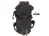  ( - BIOUG28574-B06)  @11 [ ] CreativeCommons - Attribution (2018) CBG Photography Group Centre for Biodiversity Genomics