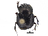  ( - BIOUG28574-C09)  @11 [ ] CreativeCommons - Attribution (2018) CBG Photography Group Centre for Biodiversity Genomics
