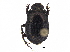  ( - BIOUG28574-C10)  @11 [ ] CreativeCommons - Attribution (2018) CBG Photography Group Centre for Biodiversity Genomics