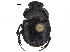  ( - BIOUG28574-C11)  @11 [ ] CreativeCommons - Attribution (2018) CBG Photography Group Centre for Biodiversity Genomics
