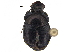  ( - BIOUG28574-D05)  @11 [ ] CreativeCommons - Attribution (2018) CBG Photography Group Centre for Biodiversity Genomics