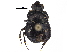  ( - BIOUG28574-D07)  @11 [ ] CreativeCommons - Attribution (2018) CBG Photography Group Centre for Biodiversity Genomics