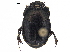  ( - BIOUG28574-D10)  @11 [ ] CreativeCommons - Attribution (2018) CBG Photography Group Centre for Biodiversity Genomics