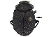  ( - BIOUG28574-H10)  @11 [ ] CreativeCommons - Attribution (2018) CBG Photography Group Centre for Biodiversity Genomics