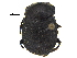  ( - BIOUG28575-A03)  @11 [ ] CreativeCommons - Attribution (2018) CBG Photography Group Centre for Biodiversity Genomics