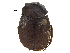  ( - BIOUG28575-A04)  @11 [ ] CreativeCommons - Attribution (2018) CBG Photography Group Centre for Biodiversity Genomics
