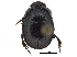  ( - BIOUG28575-A12)  @11 [ ] CreativeCommons - Attribution (2018) CBG Photography Group Centre for Biodiversity Genomics