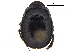  ( - BIOUG28575-B01)  @11 [ ] CreativeCommons - Attribution (2018) CBG Photography Group Centre for Biodiversity Genomics