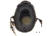  ( - BIOUG28575-B03)  @11 [ ] CreativeCommons - Attribution (2018) CBG Photography Group Centre for Biodiversity Genomics