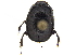 ( - BIOUG28575-B08)  @11 [ ] CreativeCommons - Attribution (2018) CBG Photography Group Centre for Biodiversity Genomics