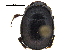  ( - BIOUG28575-B11)  @11 [ ] CreativeCommons - Attribution (2018) CBG Photography Group Centre for Biodiversity Genomics