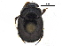  ( - BIOUG28575-B12)  @11 [ ] CreativeCommons - Attribution (2018) CBG Photography Group Centre for Biodiversity Genomics