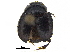  ( - BIOUG28575-C02)  @11 [ ] CreativeCommons - Attribution (2018) CBG Photography Group Centre for Biodiversity Genomics