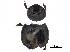 ( - BIOUG28575-C03)  @11 [ ] CreativeCommons - Attribution (2018) CBG Photography Group Centre for Biodiversity Genomics