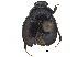  ( - BIOUG28575-C06)  @11 [ ] CreativeCommons - Attribution (2018) CBG Photography Group Centre for Biodiversity Genomics