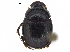  ( - BIOUG28575-C07)  @11 [ ] CreativeCommons - Attribution (2018) CBG Photography Group Centre for Biodiversity Genomics
