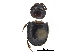  ( - BIOUG28575-C08)  @11 [ ] CreativeCommons - Attribution (2018) CBG Photography Group Centre for Biodiversity Genomics