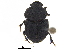  ( - BIOUG28575-C10)  @11 [ ] CreativeCommons - Attribution (2018) CBG Photography Group Centre for Biodiversity Genomics