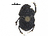  ( - BIOUG28575-C12)  @11 [ ] CreativeCommons - Attribution (2018) CBG Photography Group Centre for Biodiversity Genomics