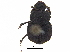  ( - BIOUG28575-D01)  @11 [ ] CreativeCommons - Attribution (2018) CBG Photography Group Centre for Biodiversity Genomics