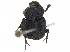  ( - BIOUG28575-D03)  @11 [ ] CreativeCommons - Attribution (2018) CBG Photography Group Centre for Biodiversity Genomics
