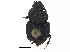  ( - BIOUG28575-D04)  @11 [ ] CreativeCommons - Attribution (2018) CBG Photography Group Centre for Biodiversity Genomics