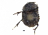  ( - BIOUG28575-D11)  @11 [ ] CreativeCommons - Attribution (2018) CBG Photography Group Centre for Biodiversity Genomics