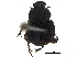  ( - BIOUG28575-G02)  @11 [ ] CreativeCommons - Attribution (2018) CBG Photography Group Centre for Biodiversity Genomics