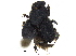  ( - BIOUG28575-G03)  @11 [ ] CreativeCommons - Attribution (2018) CBG Photography Group Centre for Biodiversity Genomics