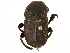  ( - BIOUG28577-D08)  @11 [ ] CreativeCommons - Attribution (2018) CBG Photography Group Centre for Biodiversity Genomics