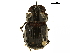  ( - BIOUG28577-F02)  @11 [ ] CreativeCommons - Attribution (2018) CBG Photography Group Centre for Biodiversity Genomics