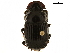  ( - BIOUG28577-F07)  @11 [ ] CreativeCommons - Attribution (2018) CBG Photography Group Centre for Biodiversity Genomics