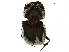  ( - BIOUG28577-G04)  @11 [ ] CreativeCommons - Attribution (2018) CBG Photography Group Centre for Biodiversity Genomics