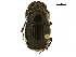  ( - BIOUG28577-G11)  @11 [ ] CreativeCommons - Attribution (2018) CBG Photography Group Centre for Biodiversity Genomics