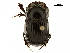  ( - BIOUG28577-H09)  @11 [ ] CreativeCommons - Attribution (2018) CBG Photography Group Centre for Biodiversity Genomics