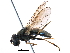  (Cheilosia prima - BIOUG10364-H03)  @15 [ ] CreativeCommons - Attribution (2016) CBG Photography Group Centre for Biodiversity Genomics