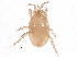  (Hypoaspisella lubrica - BIOUG10380-A12)  @14 [ ] CreativeCommons - Attribution (2014) CBG Photography Group Centre for Biodiversity Genomics
