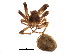  ( - BIOUG10596-C07)  @13 [ ] CreativeCommons - Attribution (2015) CBG Photography Group Centre for Biodiversity Genomics