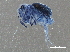  (Dicyrtoma - BIOUG10599-F11)  @14 [ ] CreativeCommons - Attribution (2014) CBG Photography Group Centre for Biodiversity Genomics