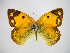  (Colias fieldii - CO-CF-6-5)  @14 [ ] Copyright (2010) Unspecified Northwest Agriculture and Forest University