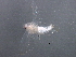  ( - BIOUG08619-C05)  @13 [ ] CreativeCommons - Attribution (2016) CBG Photography Group Centre for Biodiversity Genomics