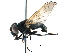  ( - BIOUG10513-C07)  @11 [ ] CreativeCommons - Attribution (2016) CBG Photography Group Centre for Biodiversity Genomics