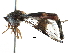  ( - BIOUG10513-C12)  @12 [ ] CreativeCommons - Attribution (2016) CBG Photography Group Centre for Biodiversity Genomics