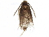  ( - BIOUG11269-B02)  @12 [ ] CreativeCommons - Attribution (2015) CBG Photography Group Centre for Biodiversity Genomics