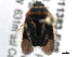  ( - BIOUG11383-E08)  @14 [ ] CreativeCommons - Attribution (2014) CBG Photography Group Centre for Biodiversity Genomics
