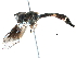  (Hypocritanus - BIOUG14092-D08)  @15 [ ] CreativeCommons - Attribution (2016) CBG Photography Group Centre for Biodiversity Genomics